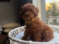 Neşe bombası minik oyuncak boy toypoodle 