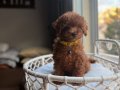 Neşe bombası minik oyuncak boy toypoodle 