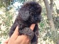 Apricot ve black siyah toypoodle kg garantili 