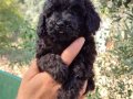 Apricot ve black siyah toypoodle kg garantili 