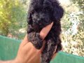 Apricot ve black siyah toypoodle kg garantili 