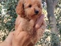 Apricot ve black siyah toypoodle kg garantili 