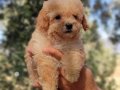 Apricot ve black siyah toypoodle kg garantili 