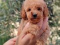 Apricot ve black siyah toypoodle kg garantili 