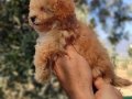 Apricot ve black siyah toypoodle kg garantili 