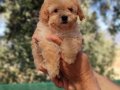 Apricot ve black siyah toypoodle kg garantili 