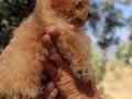 Apricot ve black siyah toypoodle kg garantili 