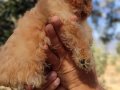 Apricot ve black siyah toypoodle kg garantili 