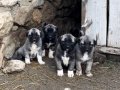 Scr li safkangal yavruları tercihiniz kalite olsun 