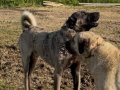 Scr li safkangal yavruları tercihiniz kalite olsun 
