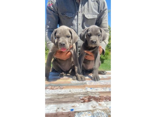 TÜRKİYEDE NADİR LEKESİZ BLUE YAVRULAR HERYERE KAPIDA ÖDEME 