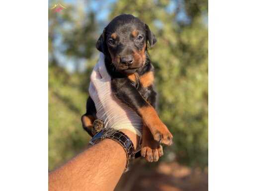 TRNİN EN UYGUN DOBERMAN YAVRULARI TR GENELİ KAPIDA ÖDEME 