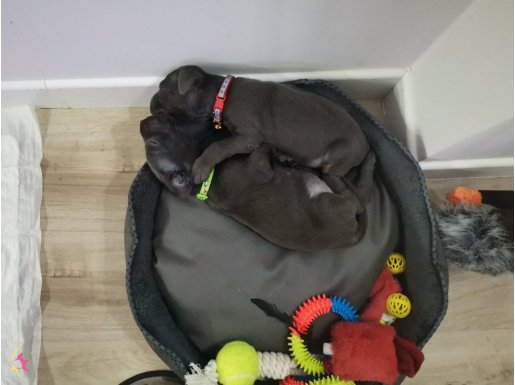 Türkiyede Tek Kapıda Ödemeli Çiftliği Cane Corso Yavrular