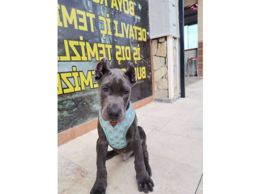 İDDİA EDİYORUM IRKININ EN İYİSİ HAZIR ESTETİKLİ KAPIDA ÖDEME