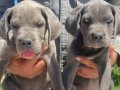 TÜRKİYEDE NADİR LEKESİZ BLUE YAVRULAR HERYERE KAPIDA ÖDEME 