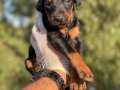 TRNİN EN UYGUN DOBERMAN YAVRULARI TR GENELİ KAPIDA ÖDEME 
