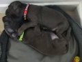 Türkiyede Tek Kapıda Ödemeli Çiftliği Cane Corso Yavrular
