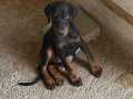 Türkiyede İlk Ve Tek Kapıda Ödemeli Çiftliği Doberman 