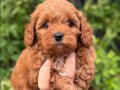 Antialerjik Karakterli Kızıl Kıvırcık Teacup Maltipoo Yavrumuz