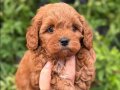 Antialerjik Karakterli Kızıl Kıvırcık Teacup Maltipoo Yavrumuz