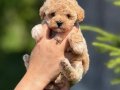 Irk ve Sağlık Garantili Mikro Korea Maltipoo Bebeklerimiz