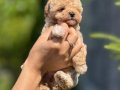 Irk ve Sağlık Garantili Mikro Korea Maltipoo Bebeklerimiz