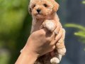 Irk ve Sağlık Garantili Mikro Korea Maltipoo Bebeklerimiz