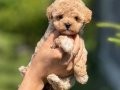 Irk ve Sağlık Garantili Mikro Korea Maltipoo Bebeklerimiz