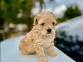 Üst kalite Maltipoo Bebeklerimiz