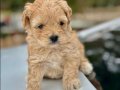 Üst kalite Maltipoo Bebeklerimiz
