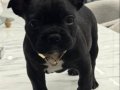KÖMÜR SİYAHI FRENCH BULDOGG IRK VE SAĞLIK GARANTİLİ