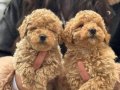 KOREA MALTIPOO BEBEKLERİMİZ AŞILI SAĞLIK GARANTİLİ