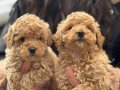 KOREA MALTIPOO BEBEKLERİMİZ AŞILI SAĞLIK GARANTİLİ