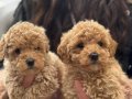 KOREA MALTIPOO BEBEKLERİMİZ AŞILI SAĞLIK GARANTİLİ