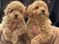 KOREA MALTIPOO BEBEKLERİMİZ AŞILI SAĞLIK GARANTİLİ