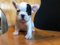 AŞILI ÜST KALİTE FRENCH BULLDOG BEBEKLERİMİZ