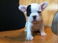 AŞILI ÜST KALİTE FRENCH BULLDOG BEBEKLERİMİZ