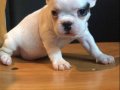 AŞILI ÜST KALİTE FRENCH BULLDOG BEBEKLERİMİZ