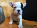 AŞILI ÜST KALİTE FRENCH BULLDOG BEBEKLERİMİZ