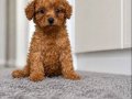 TOY Poddle Bebeklerimiz Aşılı Sağlık Garantili 
