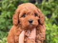 Korea MALTİPOO BEBEKLERİMİZ