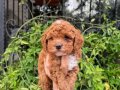 Korea MALTİPOO BEBEKLERİMİZ