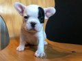 French Bulldog Bebeklerim