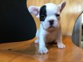 French Bulldog Bebeklerim