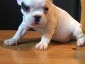 French Bulldog Bebeklerim
