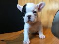 French Bulldog Bebeklerim