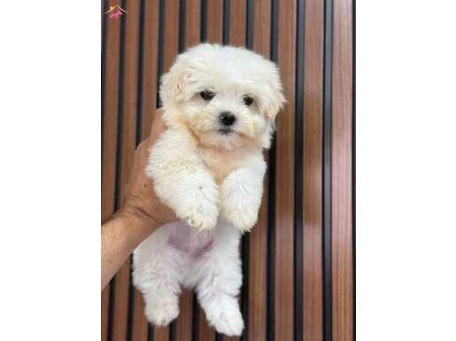 Orijinali maltipoo yavrusu