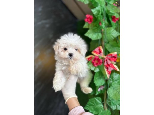 Orijinal ırk maltese terrier
