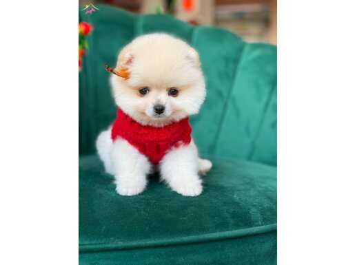 Sağlıklı pomeranian boo