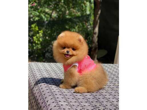Sağlık garantili Pomeranian boo